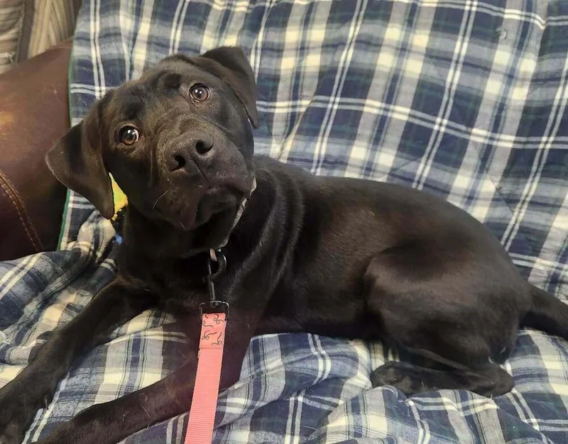 A young medium-sized male Black Labrador Retriever dog named Maverick for adoption in Lexington, TN