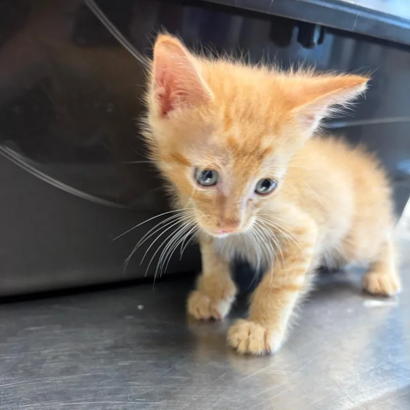 A baby small-sized male Orange / Red Domestic Short Hair cat named Bixby for adoption in Council Bluffs, IA
