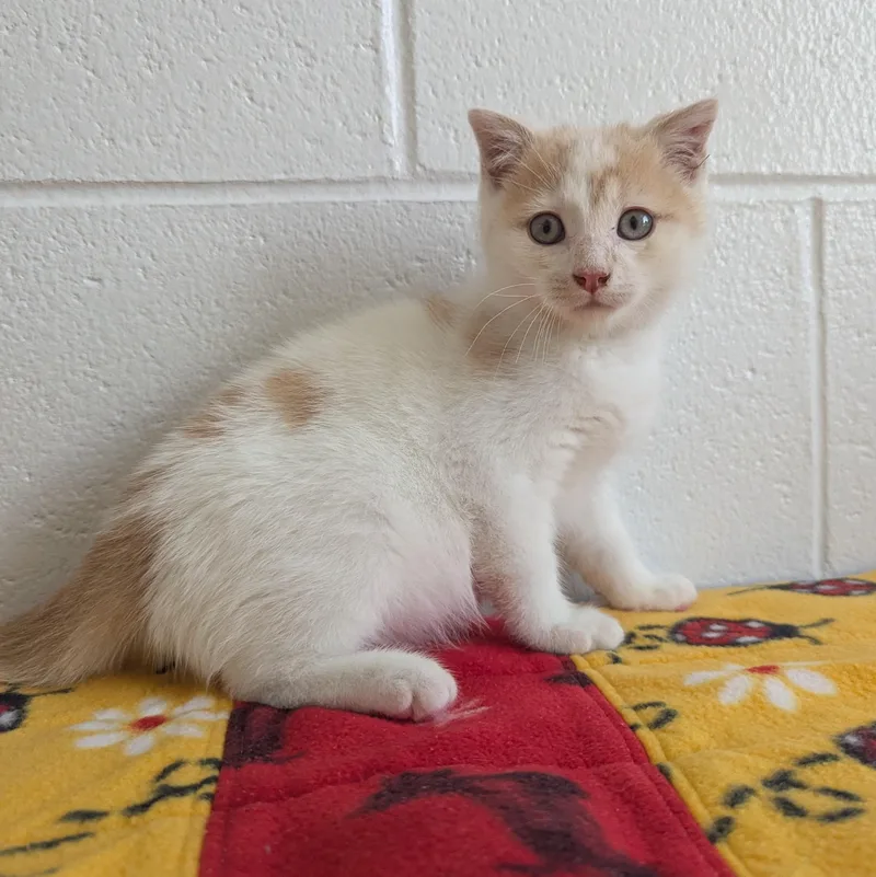 A baby small-sized male Buff & White Domestic Medium Hair cat named Pretty Boy for adoption in Stafford, VA