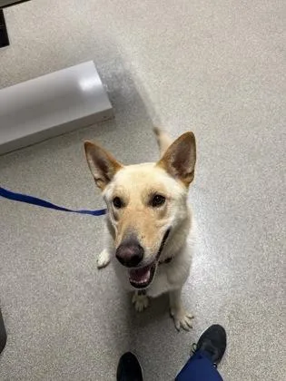 An adult large-sized male German Shepherd Dog dog named Frank for adoption in Pequot Lakes, MN