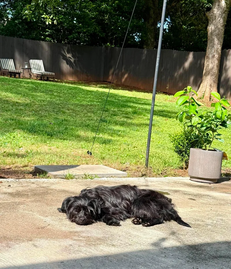 An adult small-sized male Black Terrier dog named Kermit for adoption in East Point, GA