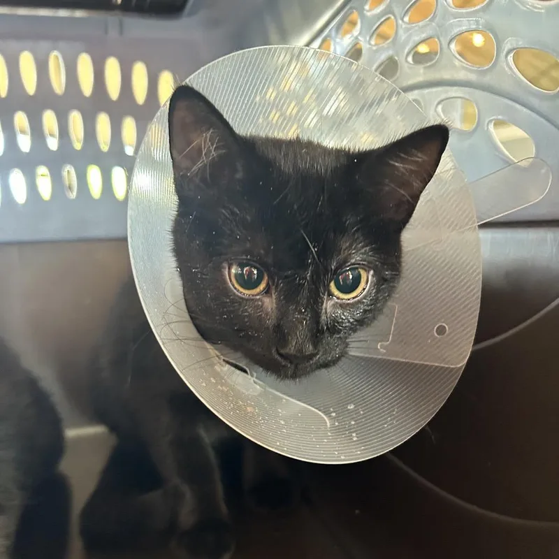 A baby small-sized female Black Domestic Short Hair cat named Gilligan FKA Gillian for adoption in Leander, TX