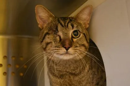 An adult medium-sized male Domestic Short Hair cat named Toby for adoption in Kansas City, MO