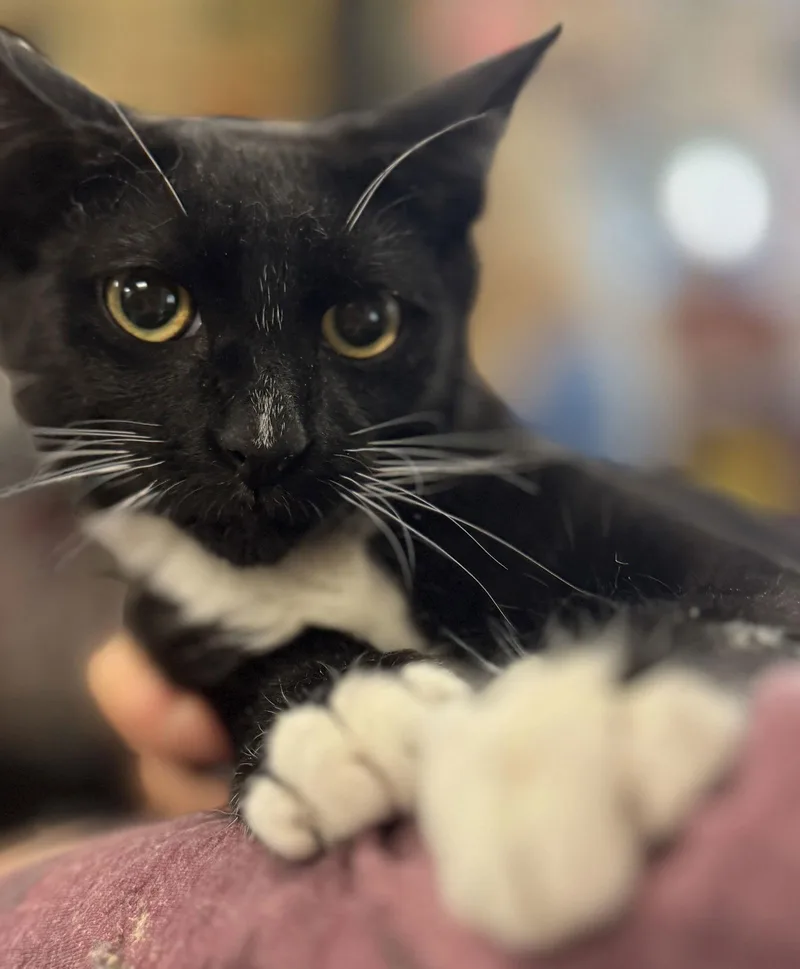 A baby medium-sized male Domestic Short Hair cat named Lupin for adoption in Brooklyn, NY
