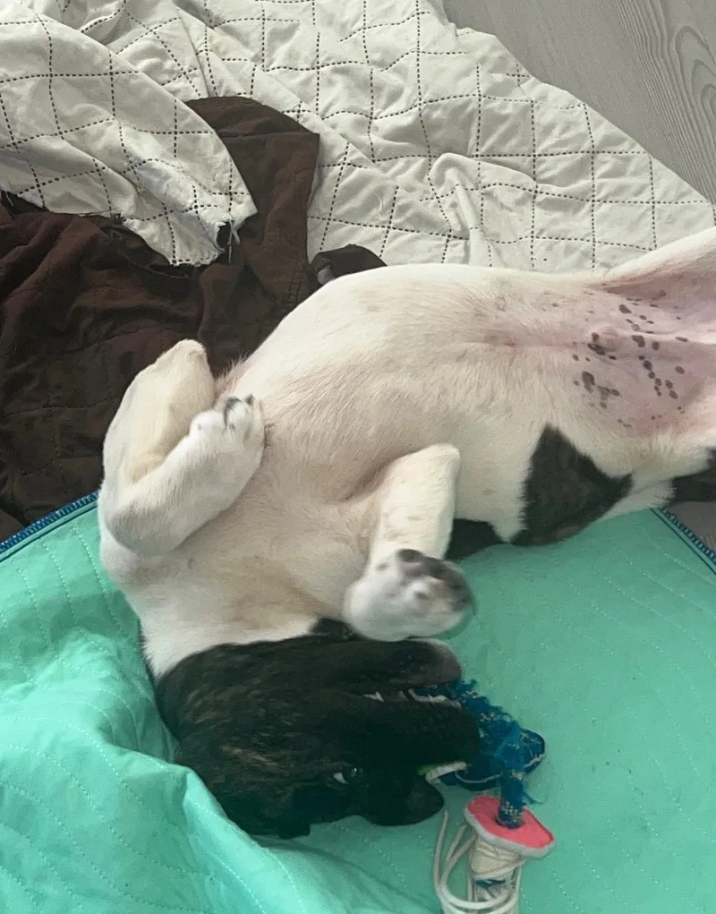 A baby medium-sized male Black Akita dog named Papa A.k.a Papadakiss for adoption in Houston, TX