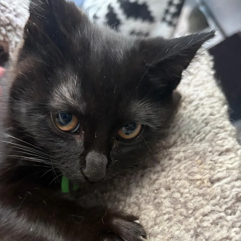 A baby small-sized male Black Domestic Short Hair cat named Blue for adoption in Pleasanton, CA