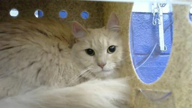 An adult medium-sized female Domestic Medium Hair cat named Private for adoption in Albuquerque, NM