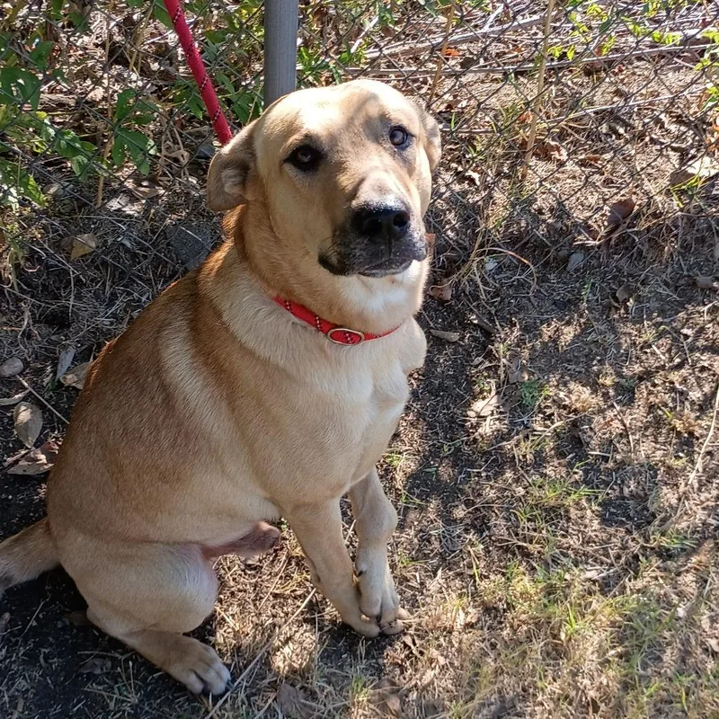 Memphis D thumbnail 4