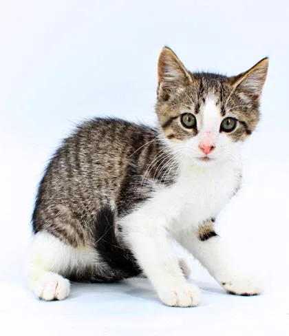 A baby small-sized female Domestic Short Hair cat named Sweet Pea for adoption in Morton Grove, IL