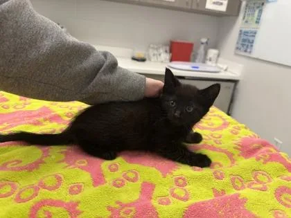 A baby small-sized male Black Domestic Short Hair cat named Kevin for adoption in Kansas City, MO