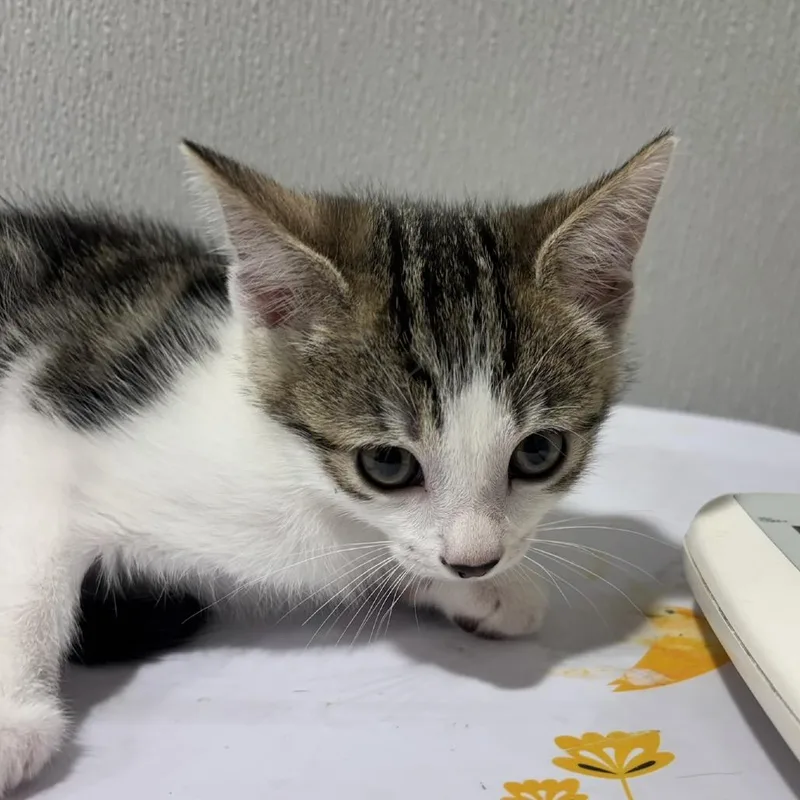 A baby small-sized female White Domestic Medium Hair cat named Delilah for adoption in Tampa, FL