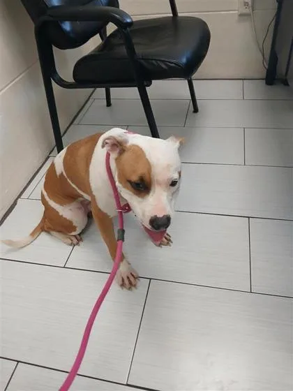 An adult medium-sized female Mixed Breed dog named Bianca for adoption in Largo, FL