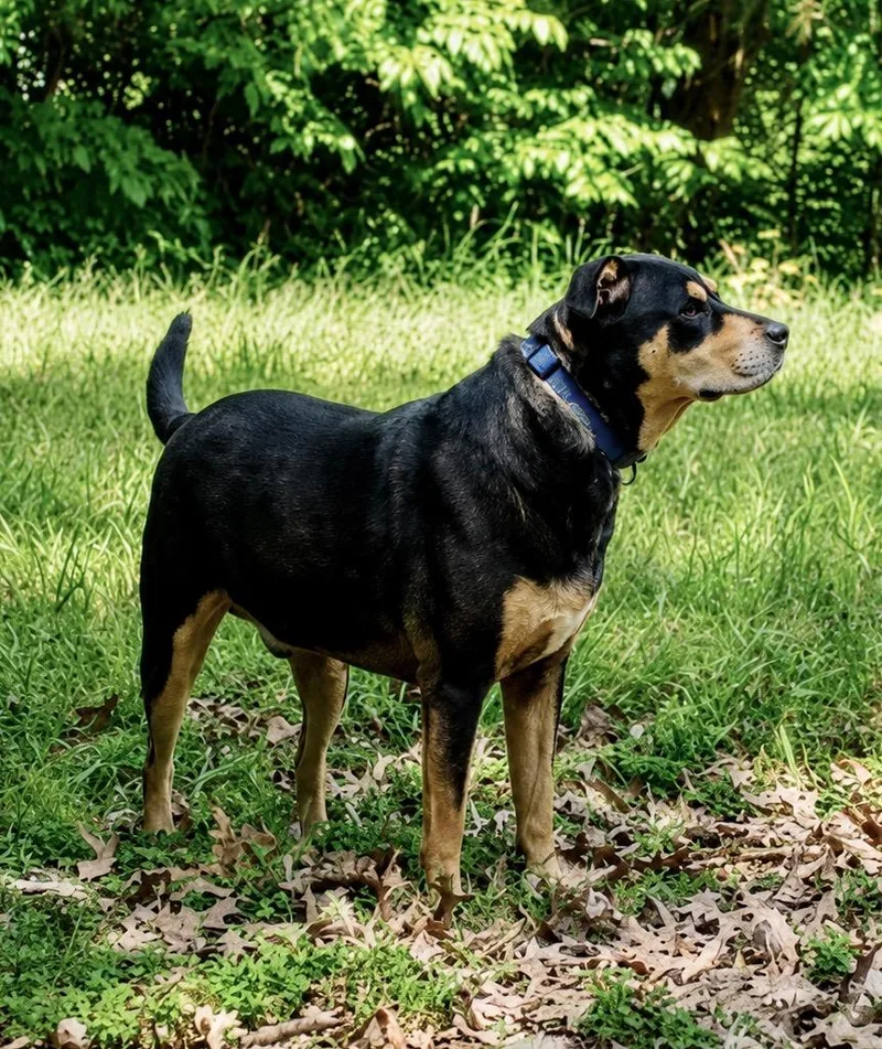 An adult large-sized male Rottweiler dog named Hancho for adoption in Princeton, MA