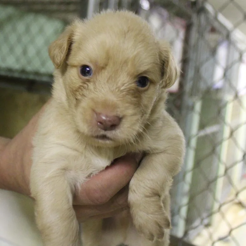 A baby small-sized male Yellow / Tan / Blond / Fawn Mixed Breed dog named Caramel for adoption in Valley, AL