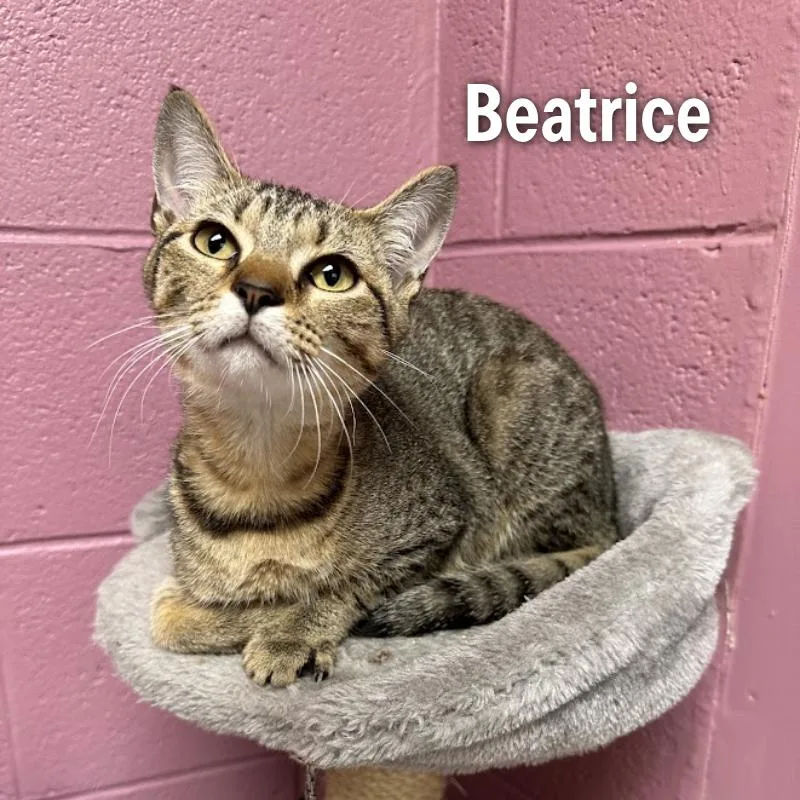 A young medium-sized female American Shorthair cat named Beatrice for adoption in Oak Ridge, TN