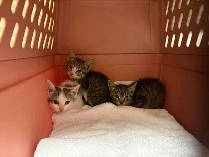A baby small-sized female Brown / Chocolate Domestic Short Hair cat named Darla for adoption in Kansas City, MO
