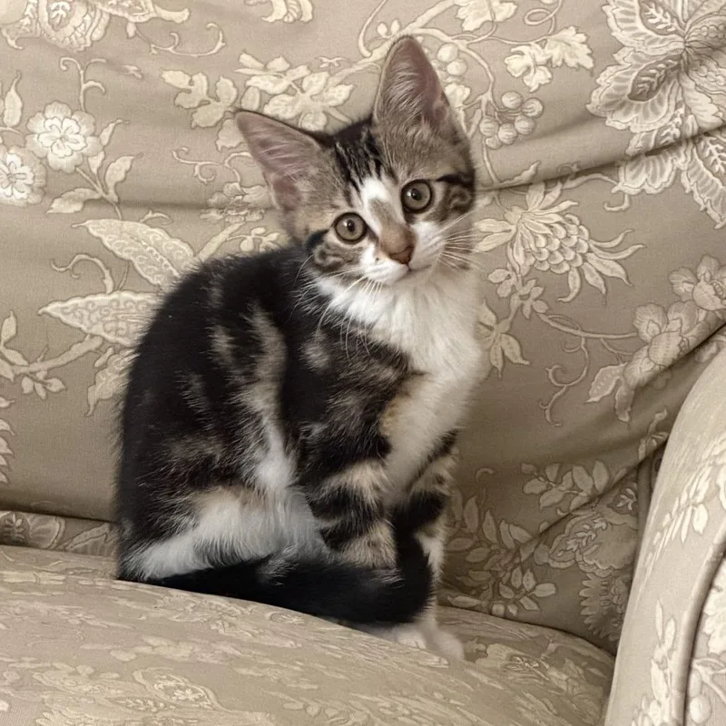 A baby small-sized female Gray / Blue / Silver Domestic Short Hair cat named Paisley for adoption in Hopkinton, MA