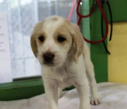 A baby medium-sized male Beagle dog named Romeo for adoption in Picayune, MS