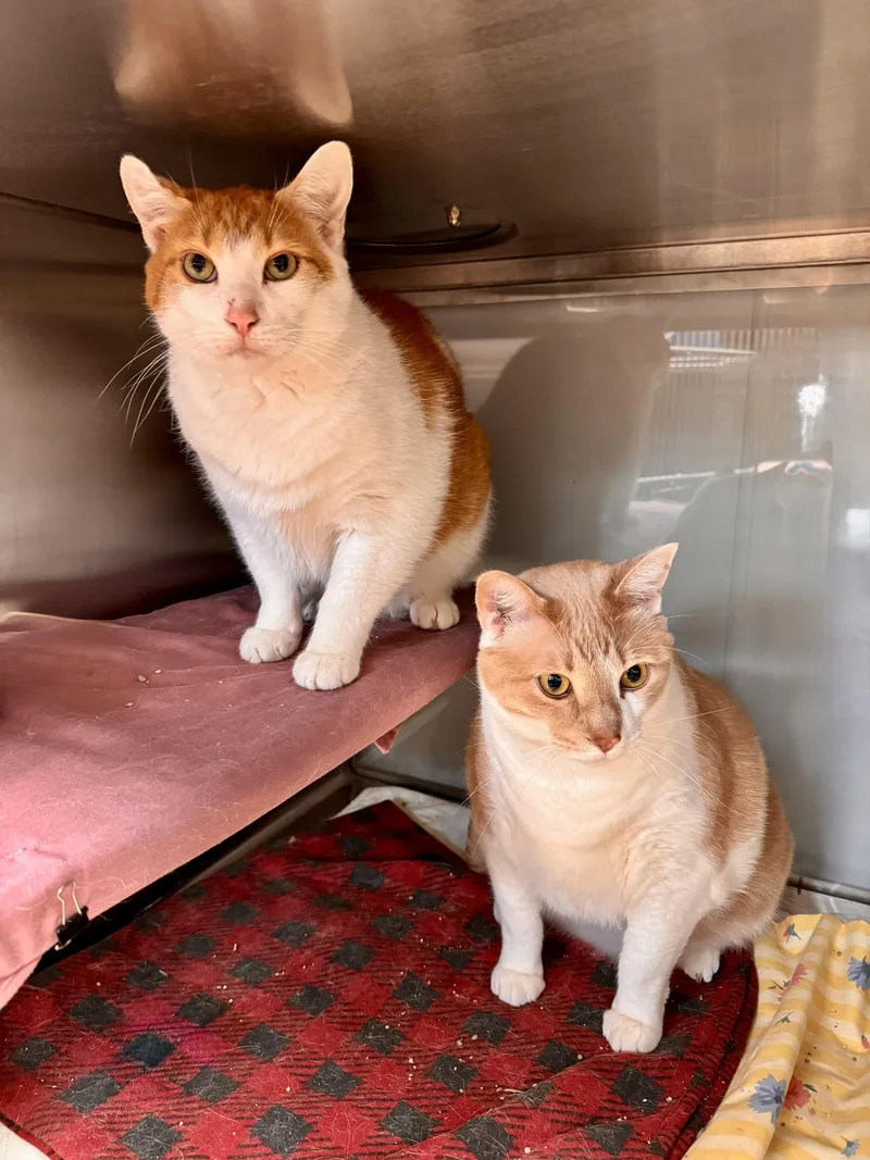 An adult extra large-sized male Orange & White Domestic Short Hair cat named Simba Simon Bonded Pair for adoption in Midland, MI