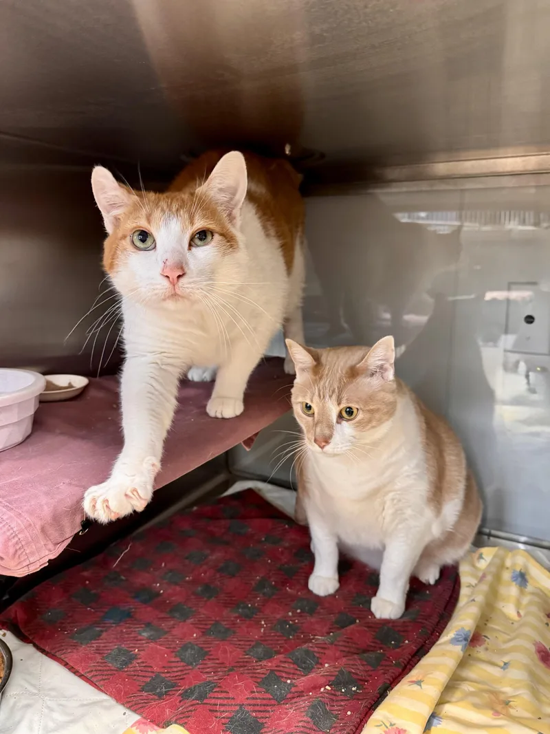 Simba Simon Bonded Pair thumbnail 2