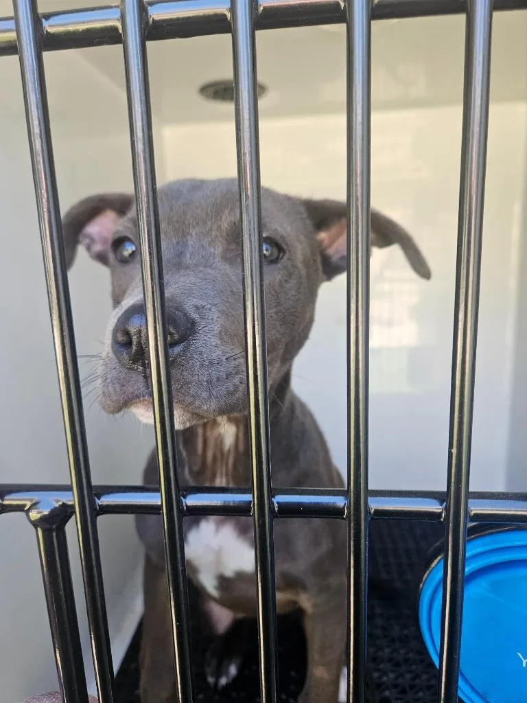 A baby medium-sized female Pit Bull Terrier dog named Kelsea for adoption in Vineland, NJ