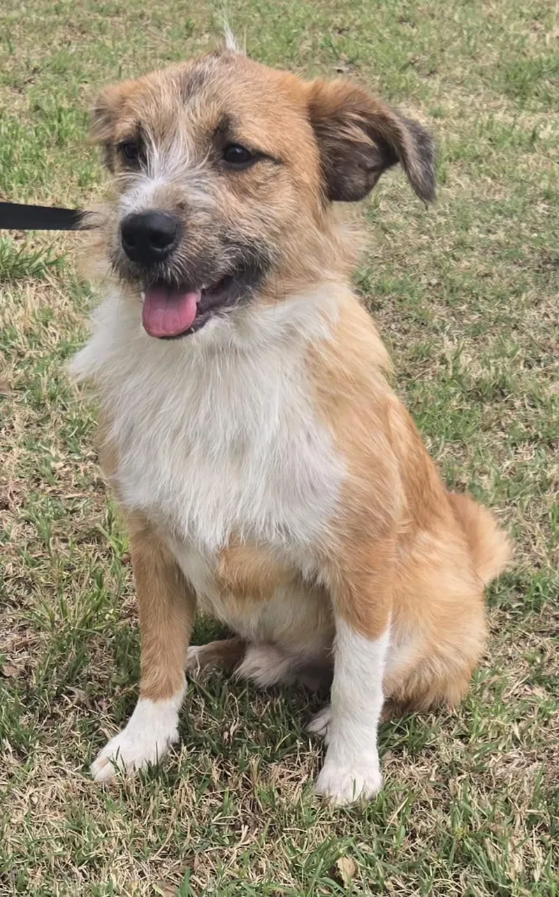 An adult medium-sized male Terrier dog named Maxwell $ for adoption in Milwaukee, WI