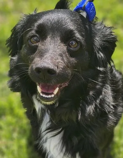 An adult small-sized male Australian Shepherd dog named Ren for adoption in West Chester, PA