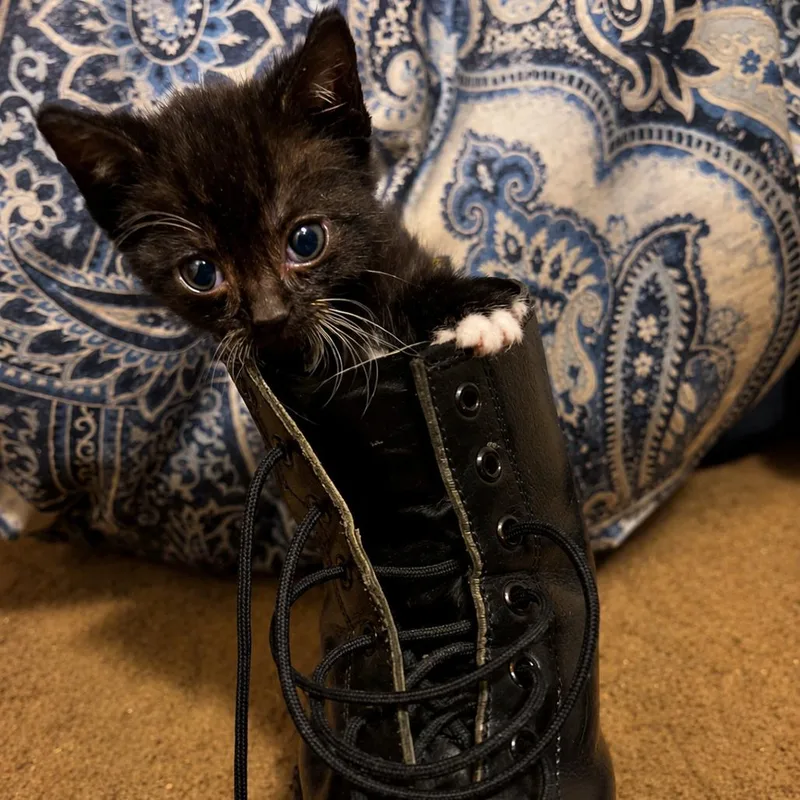 A baby small-sized female Black Domestic Short Hair cat named Sniffles for adoption in Tustin, CA