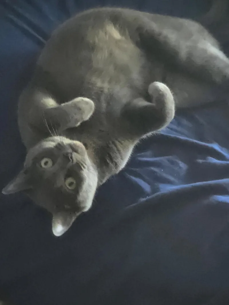 Cocoa Bonbon