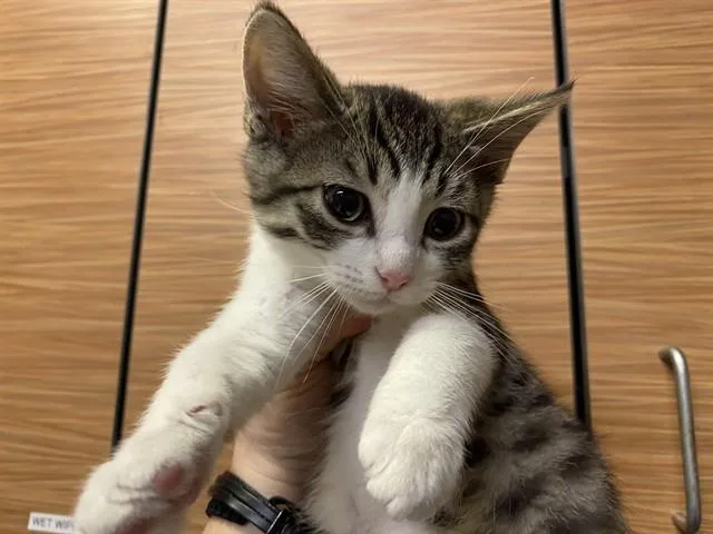 A baby small-sized male Domestic Short Hair cat named Yoshi for adoption in Modesto, CA