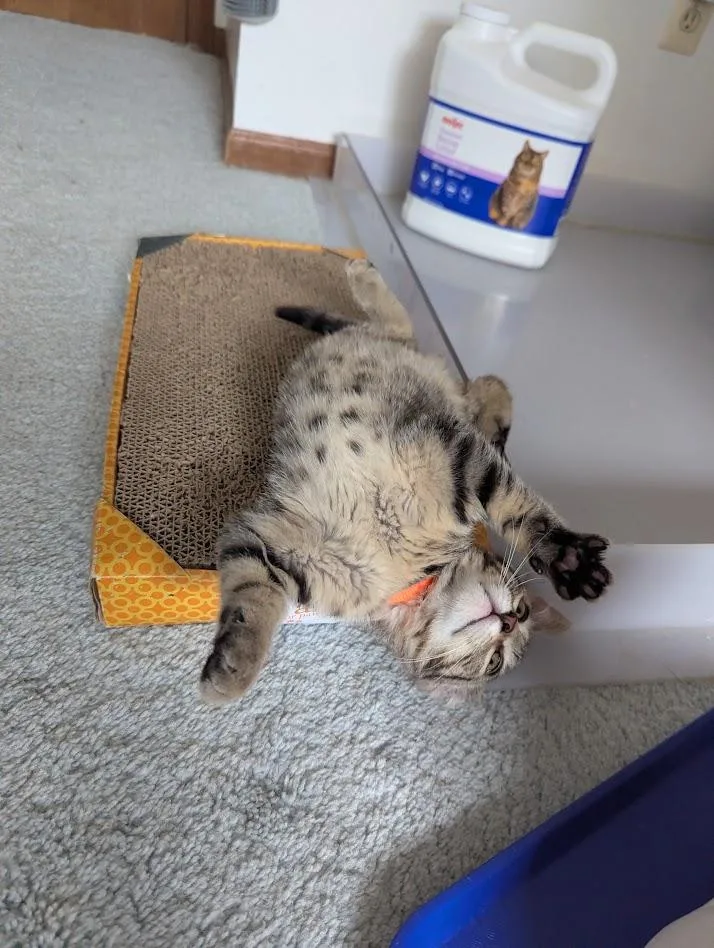 A baby small-sized male Tabby (Brown / Chocolate) Domestic Short Hair cat named Tempo for adoption in Hudsonville, MI