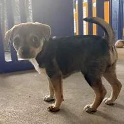 A baby small-sized female Black Chihuahua dog named Lola for adoption in Liverpool, TX