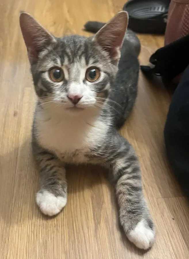 A baby medium-sized male Tabby (Gray / Blue / Silver) Domestic Short Hair cat named Pepper for adoption in Elmwood Park, NJ