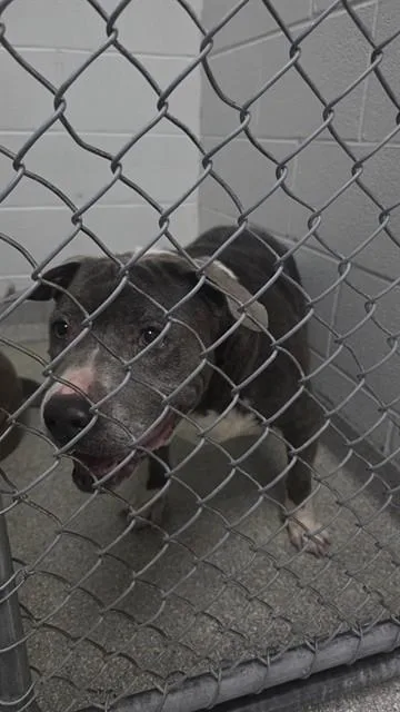 A senior medium-sized female Pit Bull Terrier dog named Lottie for adoption in Pasadena, TX