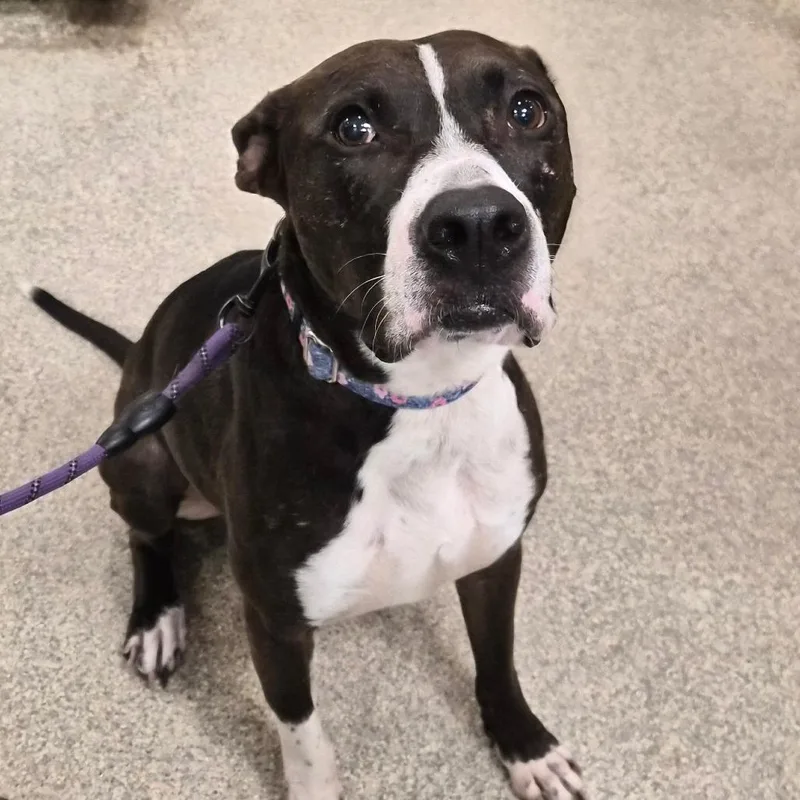 An adult large-sized male Black Mixed Breed dog named Duke for adoption in Jacksonville, FL
