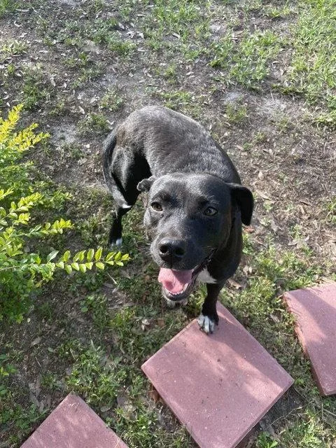 An adult medium-sized female Mixed Breed dog named Betty Wiggles for adoption in Gainesville, FL