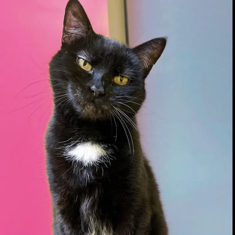 An adult small-sized female Black Domestic Short Hair cat named Petunia for adoption in Arlington Heights, IL