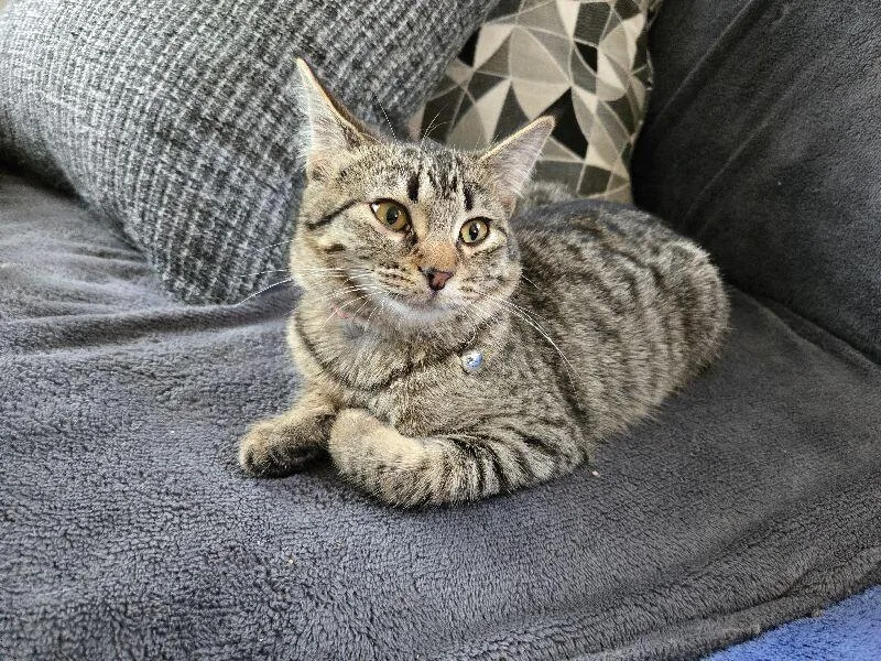 A young medium-sized female Tabby (Tiger Striped) Domestic Short Hair cat named Emerald for adoption in Adrian, MI