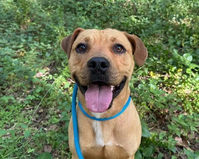 A young medium-sized male Pit Bull Terrier dog named Woody for adoption in Charlotte, NC