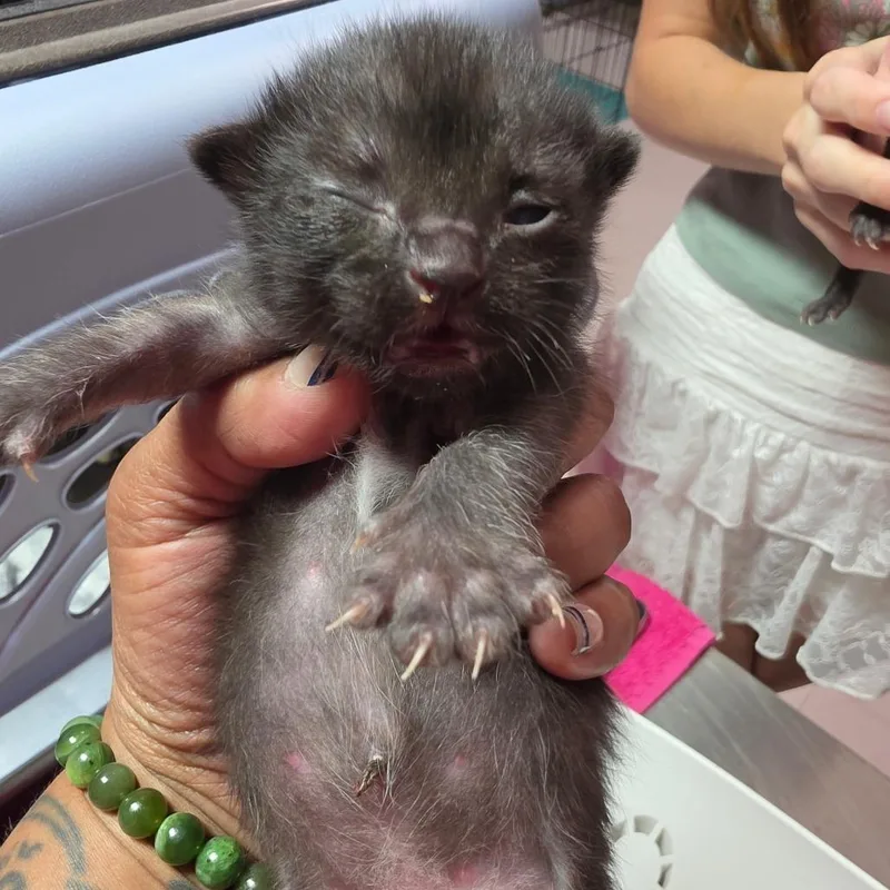 A baby small-sized male Black Domestic Short Hair cat named Vander for adoption in Leander, TX
