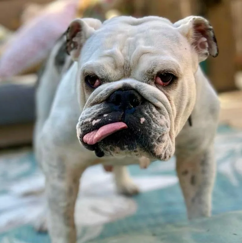 An adult medium-sized female English Bulldog dog named Piper for adoption in Citrus Heights, CA