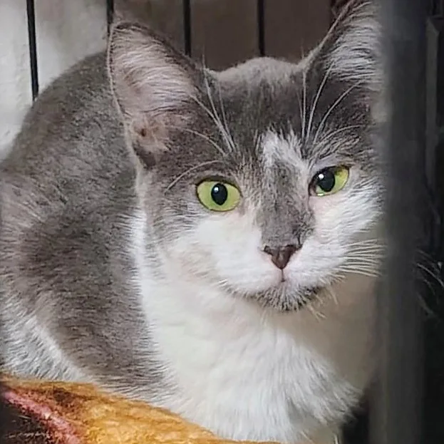 A baby medium-sized male Gray & White Domestic Short Hair cat named Berlioz for adoption in Waterford, CT