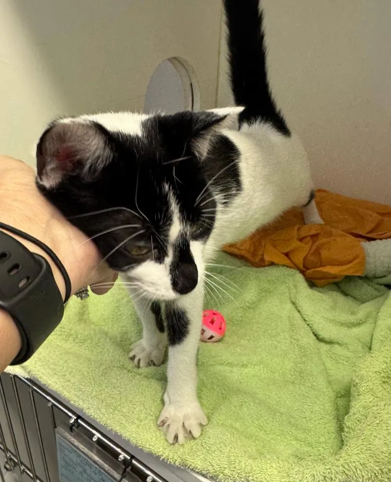 An adult medium-sized female Black & White / Tuxedo Domestic Short Hair cat named Twilight for adoption in Bloomfield, NJ