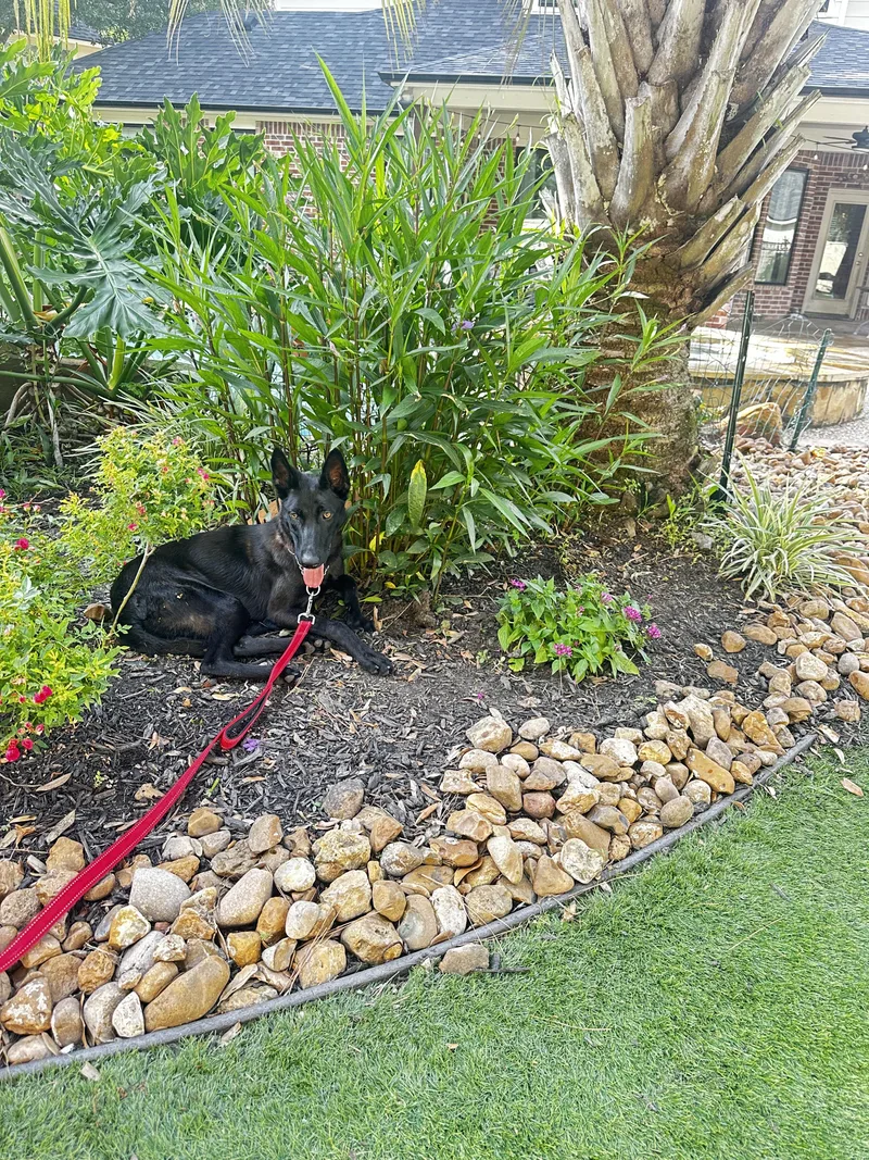 A young medium-sized female Belgian Shepherd / Malinois dog named Freya for adoption in Houston , TX