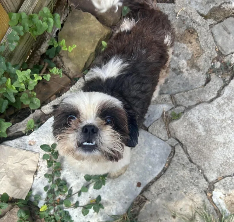 An adult small-sized male Black Shih Tzu dog named Dixon for adoption in San Antonio, TX