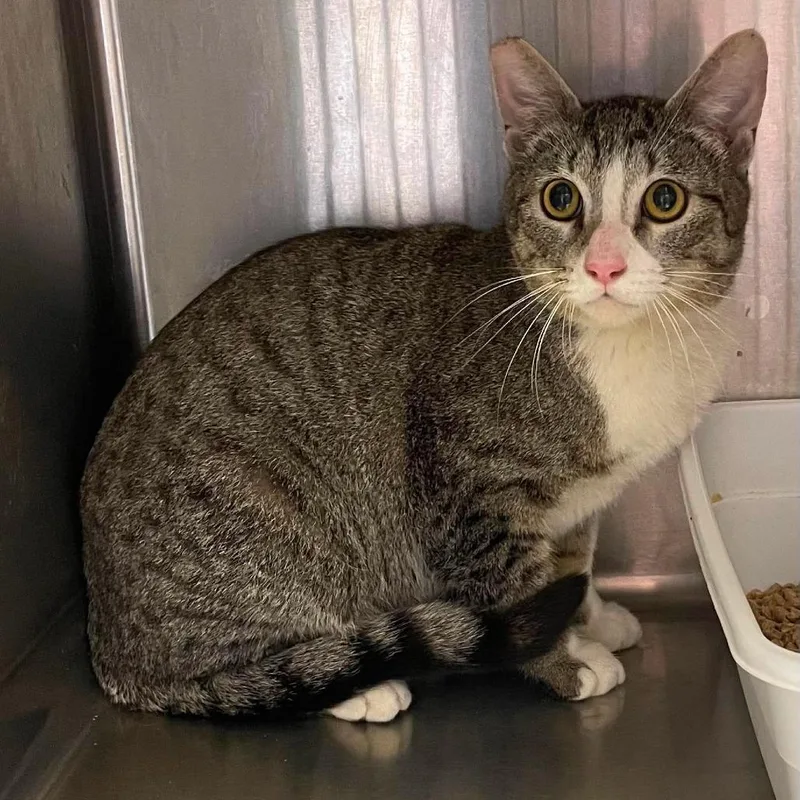 An adult small-sized male Brown / Chocolate Domestic Short Hair cat named Stryker for adoption in Hemet, CA
