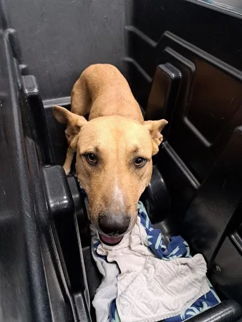 A young large-sized female German Shepherd Dog dog named Chickpea for adoption in Mesa, AZ