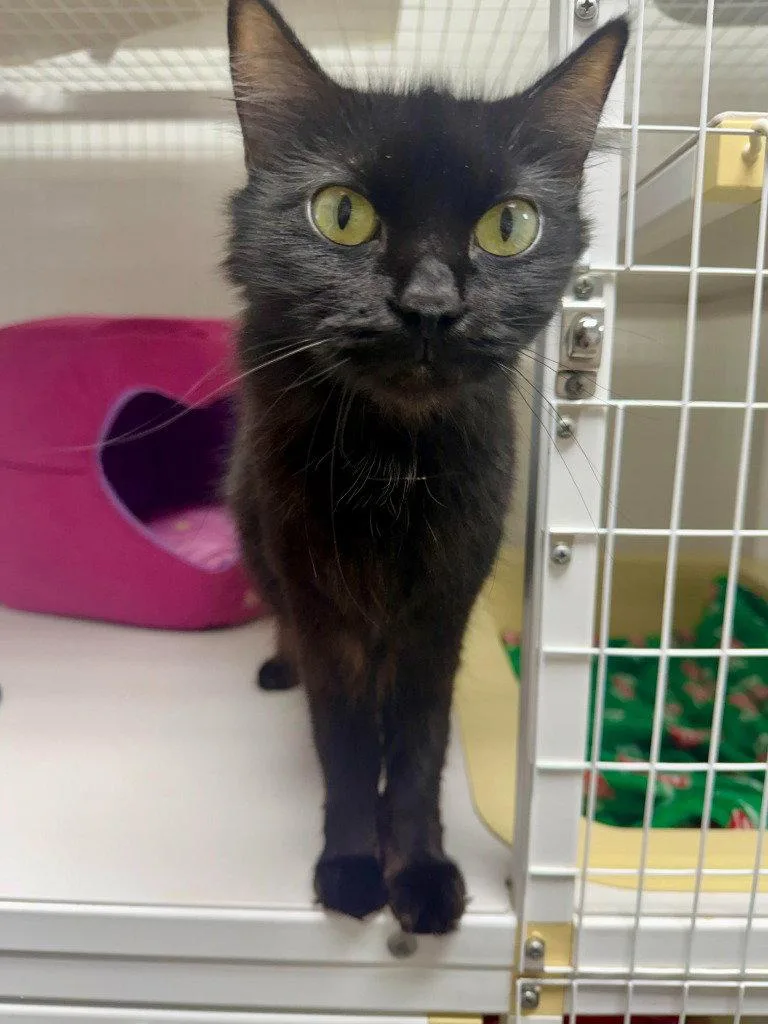 An adult medium-sized female Black Domestic Medium Hair cat named Sarah for adoption in St. Helens, OR
