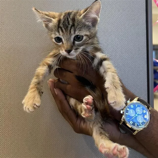 A baby small-sized female Domestic Short Hair cat named Drama for adoption in San Antonio, TX