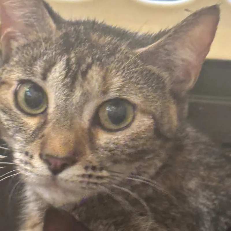 A young medium-sized female Domestic Short Hair cat named Tiffany for adoption in Allentown, PA